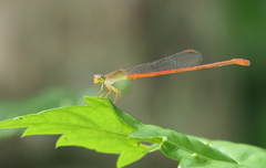 Ceriagrion aeruginosum