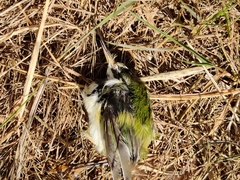 Acanthisitta chloris
