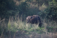 Bos gaurus