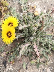 Reichardia tingitana