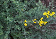 Genista canariensis image