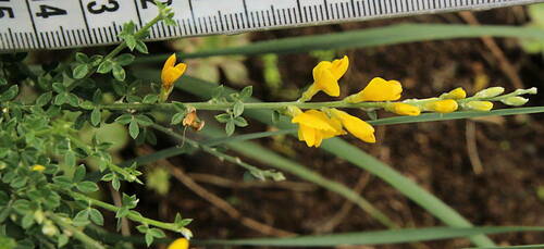 Genista canariensis image