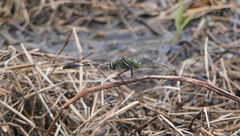 Orthetrum serapia