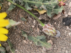 Reichardia tingitana