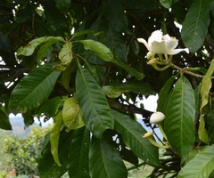 Lecythidaceae