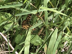 Oreixenica kershawi