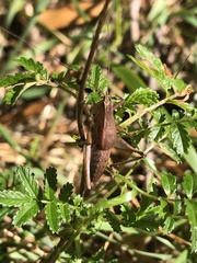 Requenini