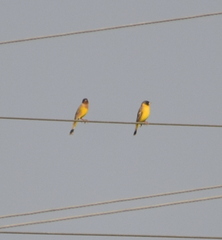 Emberiza melanocephala