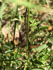 Requenini