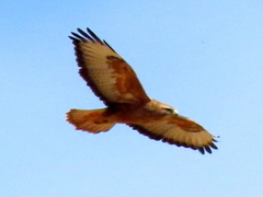 Buteo buteo vulpinus