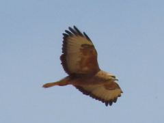 Buteo buteo vulpinus