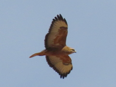 Buteo buteo vulpinus