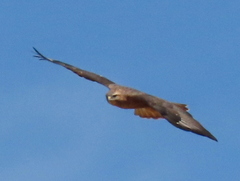 Buteo buteo vulpinus
