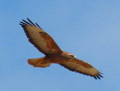 Buteo buteo vulpinus