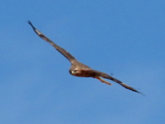 Buteo buteo vulpinus