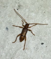Xuthodes punctipennis