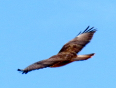Buteo buteo vulpinus