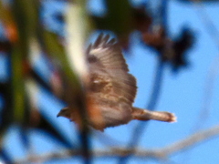 Buteo buteo vulpinus