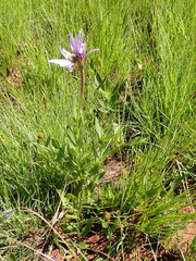 Dimorphotheca spectabilis