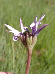 Dimorphotheca spectabilis