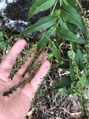 Veronica derwentiana