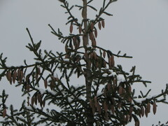 Picea × fennica