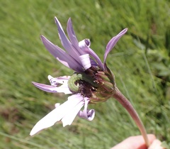 Dimorphotheca spectabilis