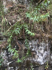 Veronica derwentiana