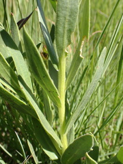 Dimorphotheca spectabilis