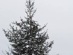 Picea × fennica