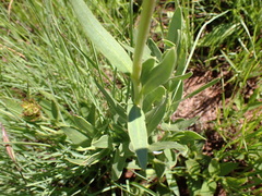 Dimorphotheca spectabilis