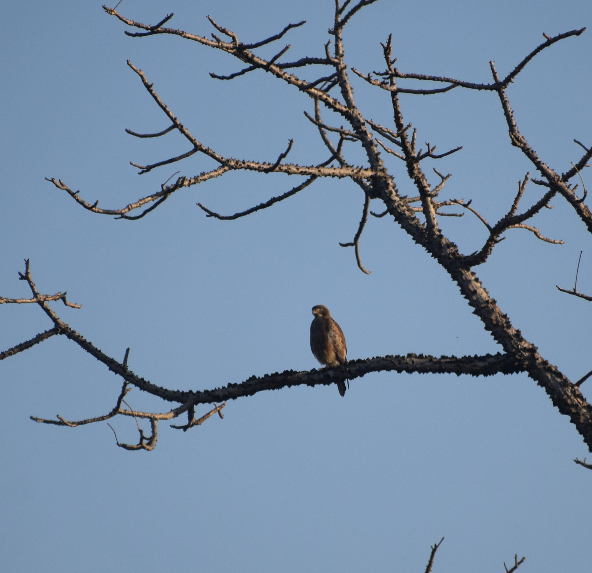 White-eyed Buzzard