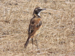 Oenanthe pileata pileata