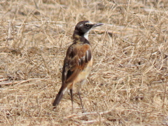 Oenanthe pileata pileata