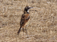 Oenanthe pileata pileata