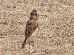 Oenanthe pileata pileata