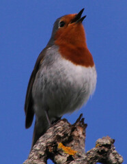 Erithacus rubecula superbus