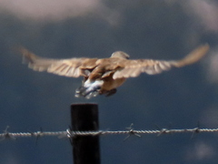 Oenanthe pileata pileata
