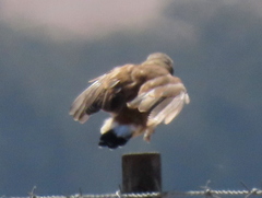 Oenanthe pileata pileata