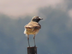 Oenanthe pileata pileata