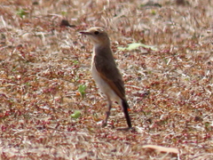 Oenanthe pileata pileata