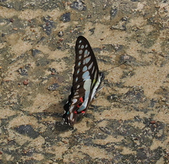 Graphium eurypylus