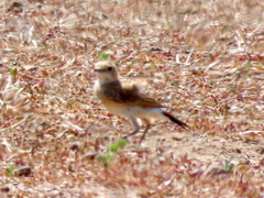 Oenanthe pileata pileata