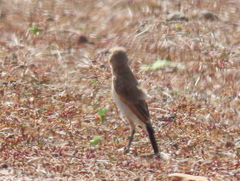 Oenanthe pileata pileata