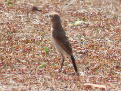 Oenanthe pileata pileata