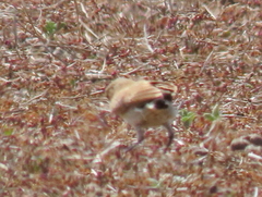 Oenanthe pileata pileata
