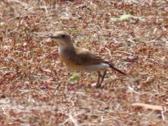 Oenanthe pileata pileata