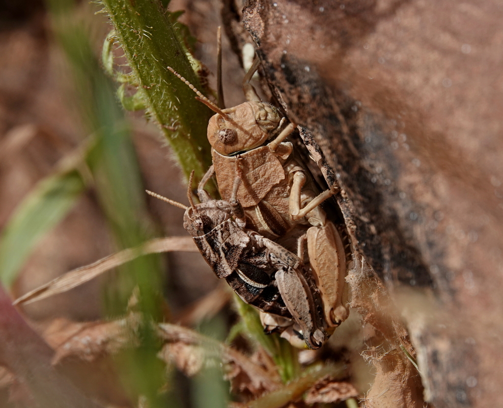 Paraeumigus