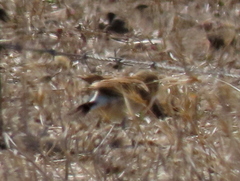 Oenanthe pileata pileata
