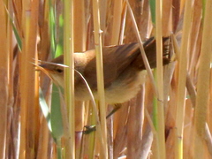 Acrocephalus gracilirostris gracilirostris